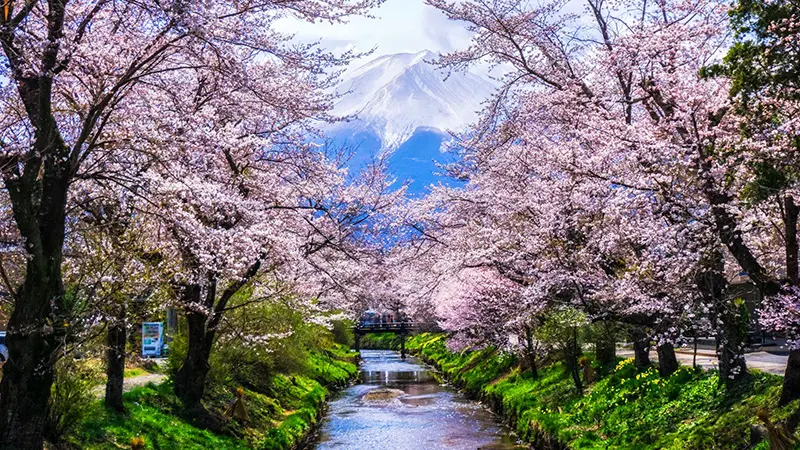 Hanami: lo spettacolo della fioritura dei ciliegi in Giappone