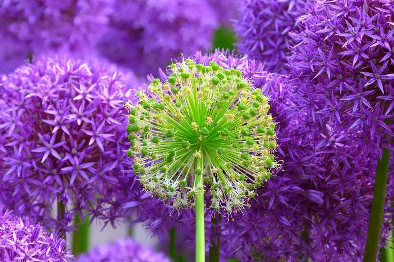 Fotografia Naturalistica