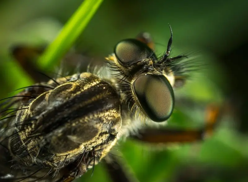 macro fotografia