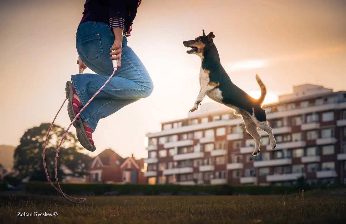 Dog Photographer of the Year