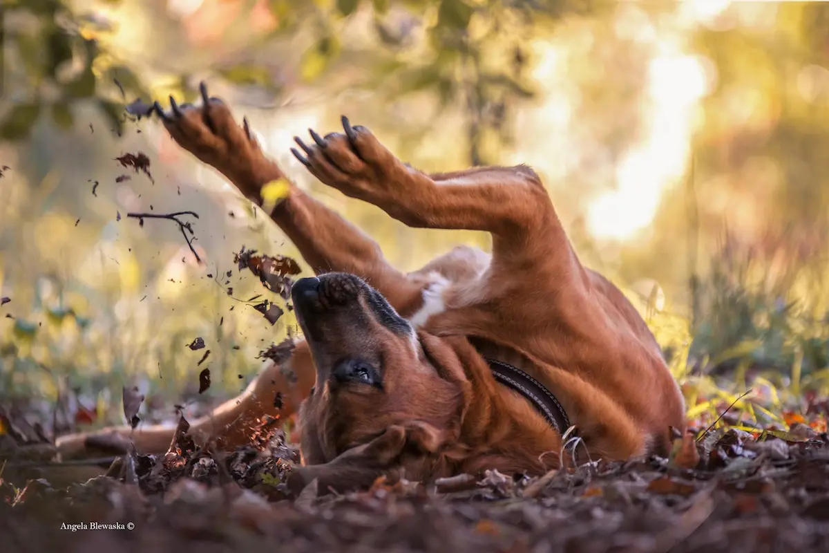 Dog Photographer of the Year