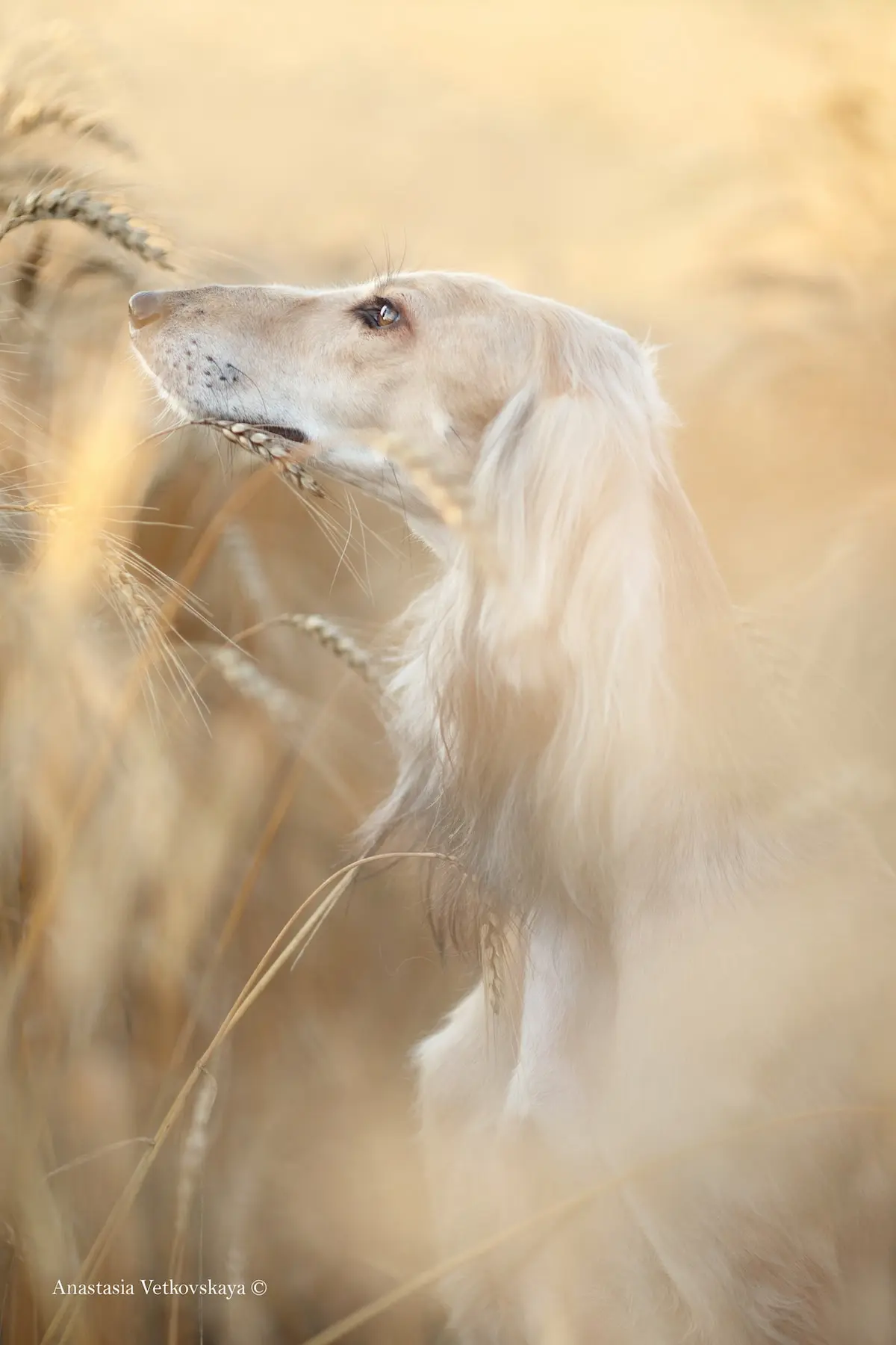 Dog Photographer of the Year