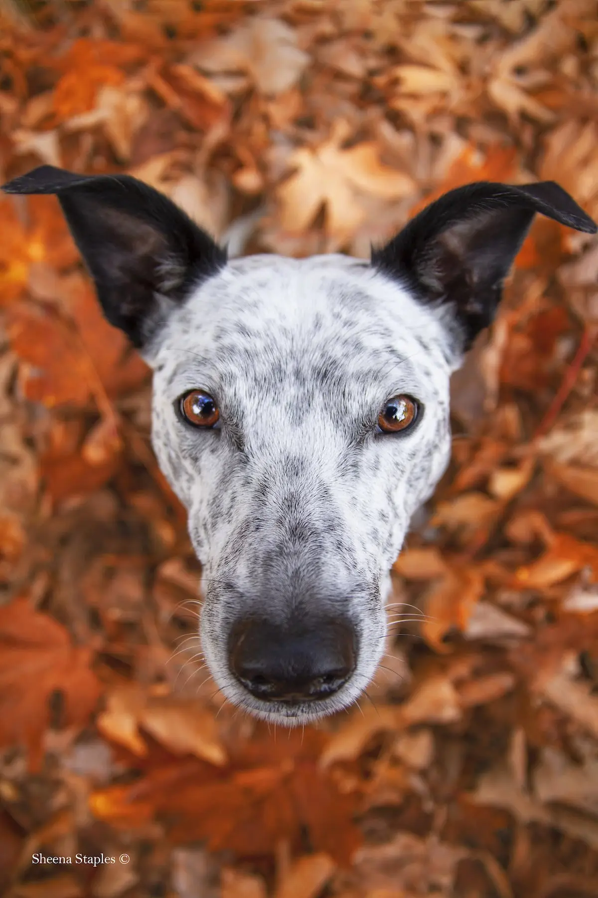 Dog Photographer of the Year