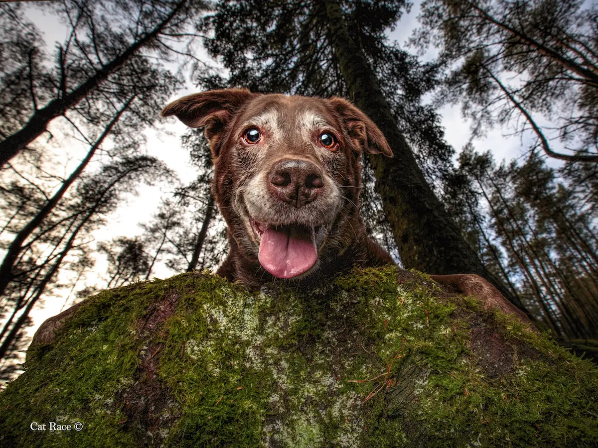 Dog Photographer of the Year