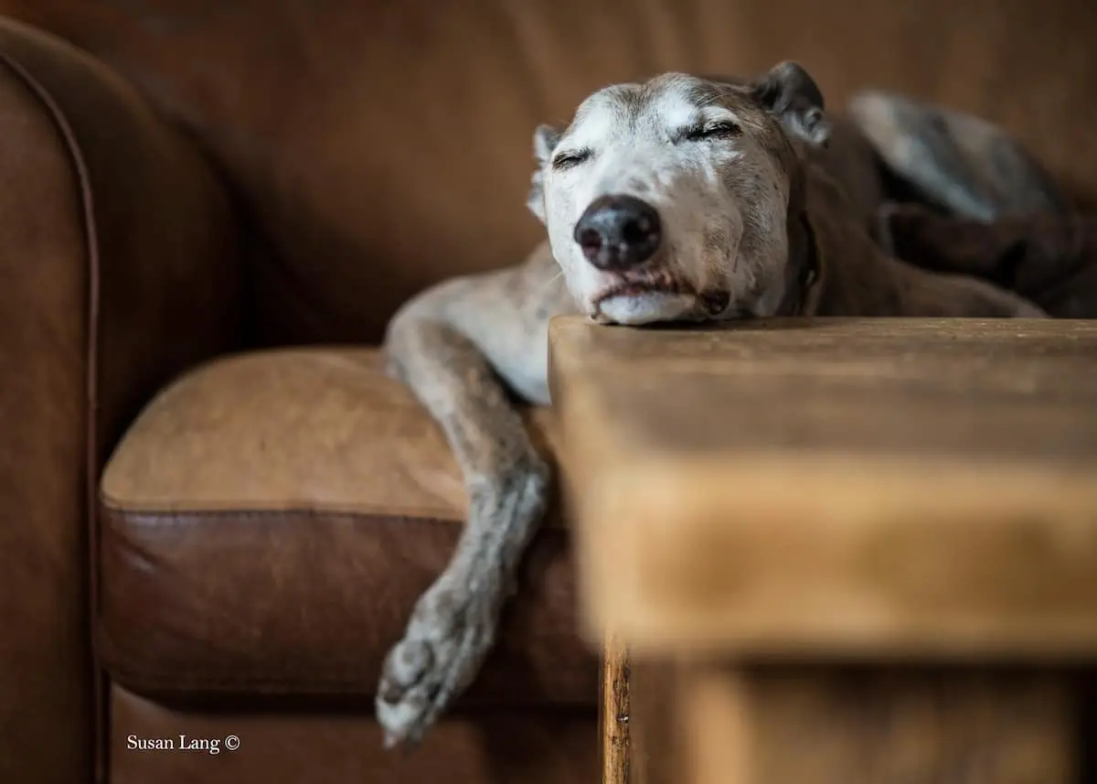 Dog Photographer of the Year