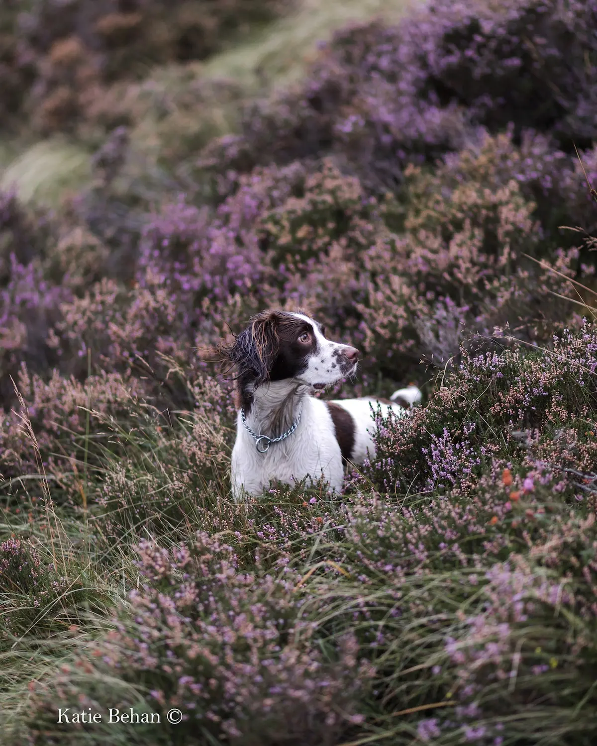 Dog Photographer of the Year