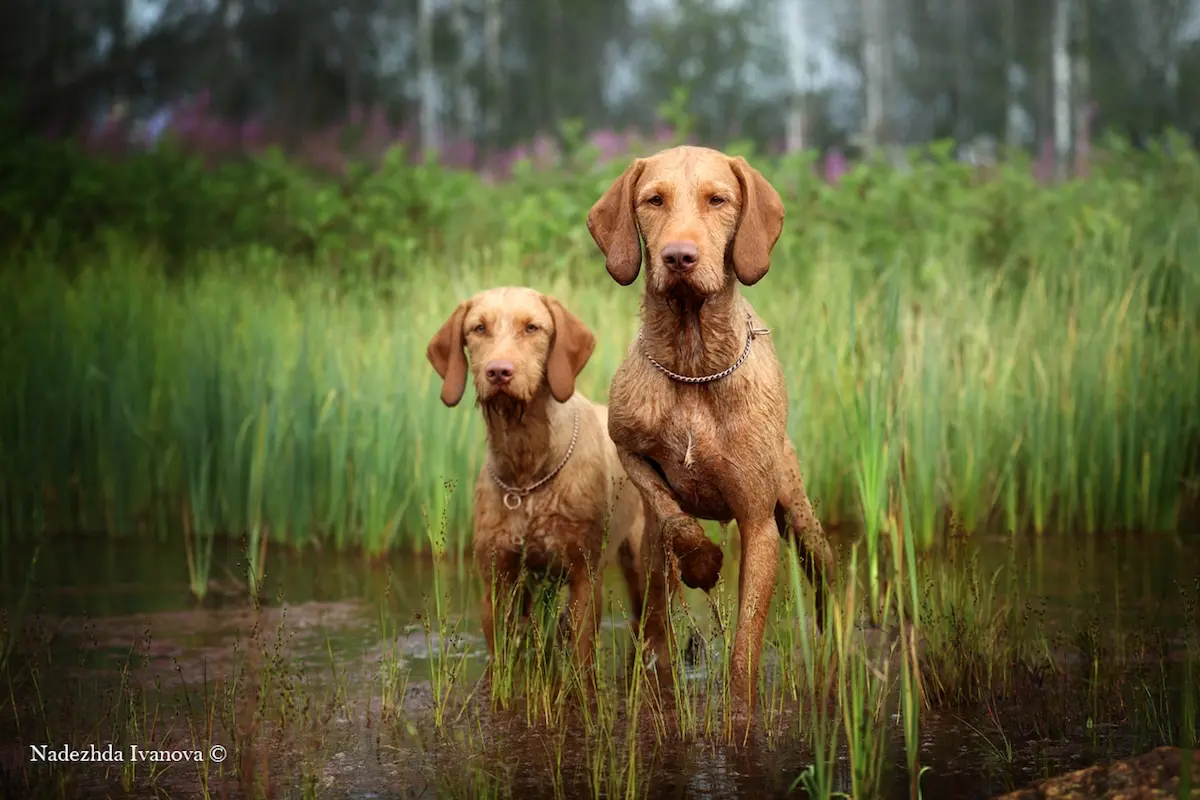 Dog Photographer of the Year