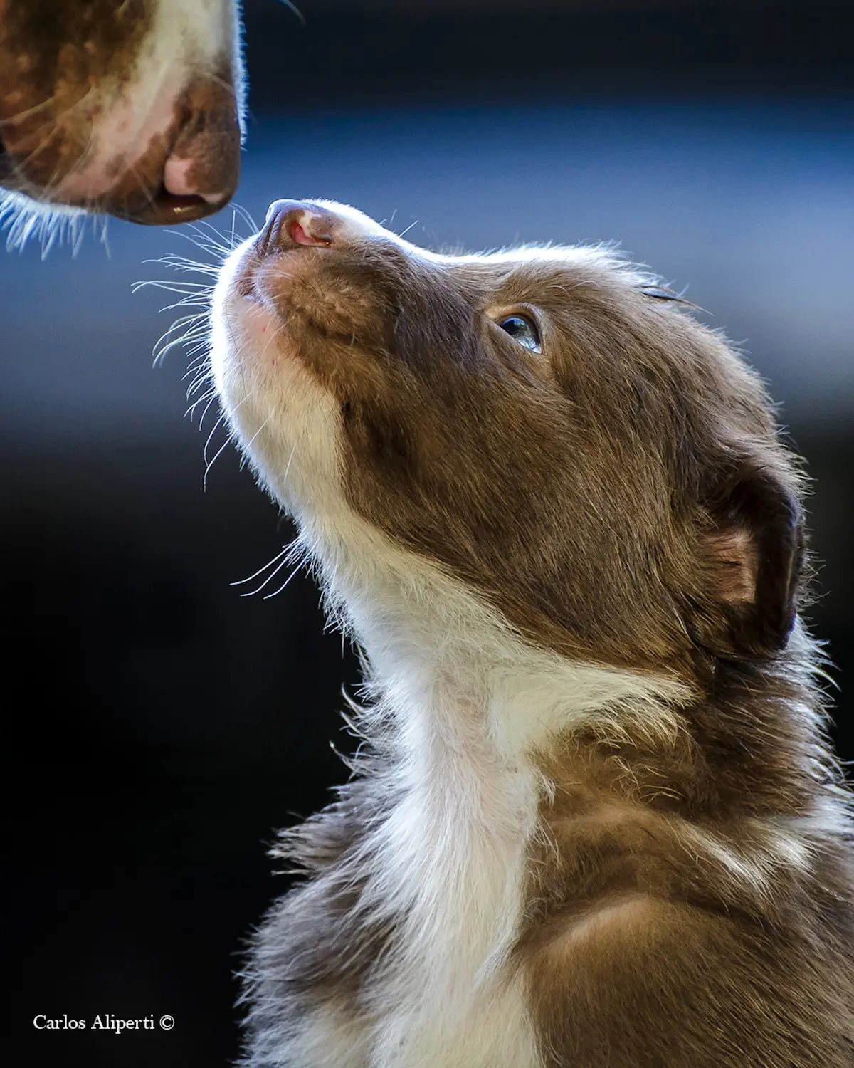 Dog Photographer of the Year