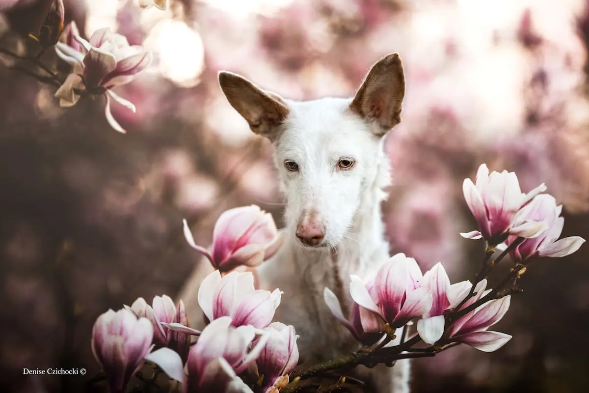 Le migliori foto di cani premiate al Dog Photographer of the Year 2019