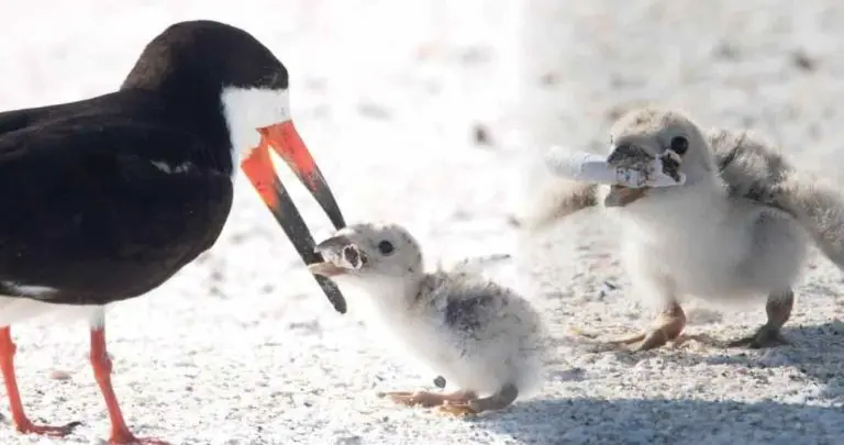 L'uccello marino che nutre il suo piccolo con un mozzicone. La foto virale