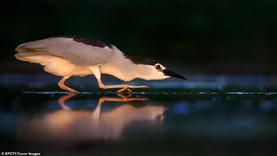 Bird Photographer of the Year 2019