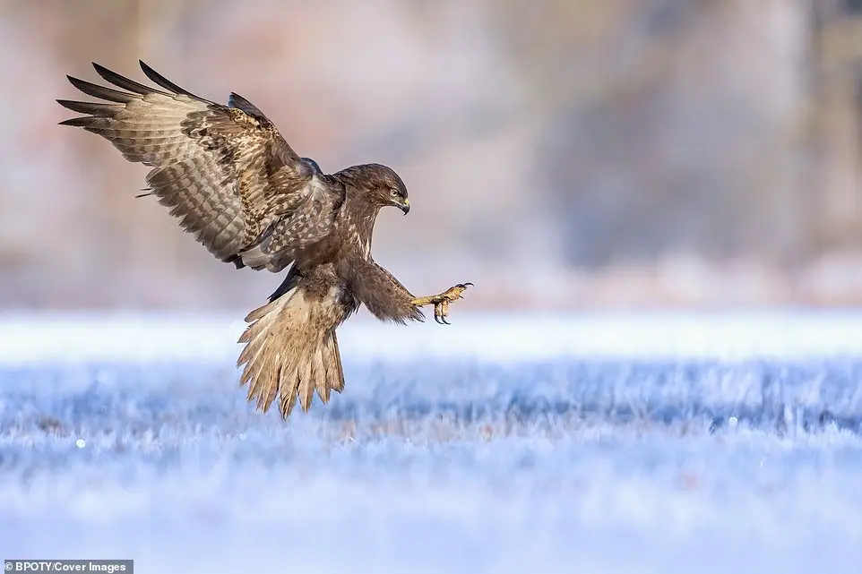 Bird Photographer of the Year 2019