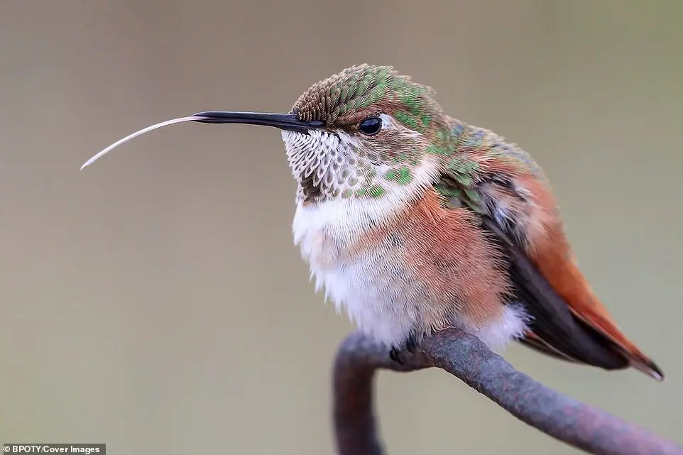 Bird Photographer of the Year 2019