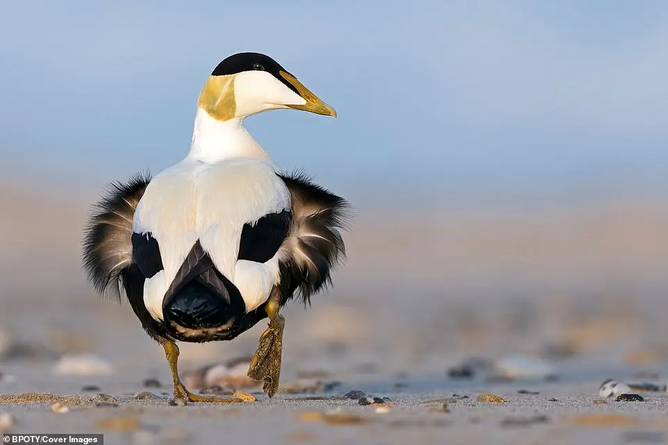 Bird Photographer of the Year 2019