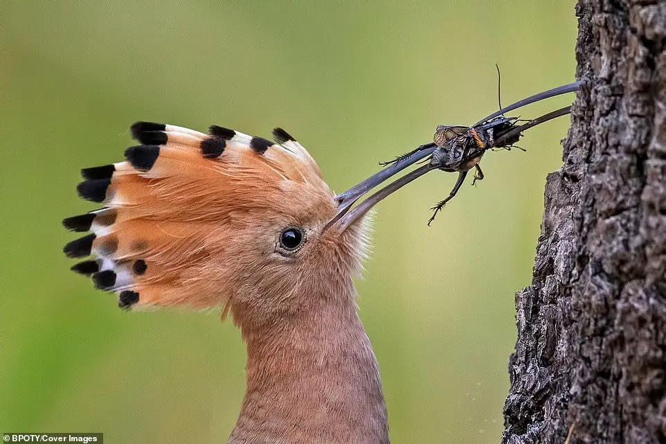 Bird Photographer of the Year 2019