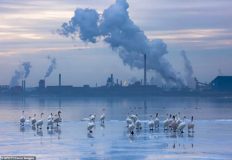 Bird Photographer of the Year 2019