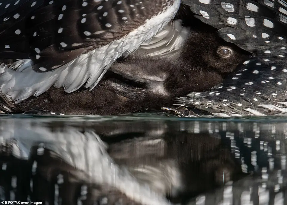 Bird Photographer of the Year 2019