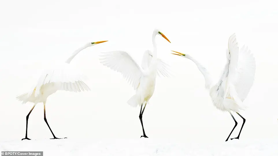 Bird Photographer of the Year 2019