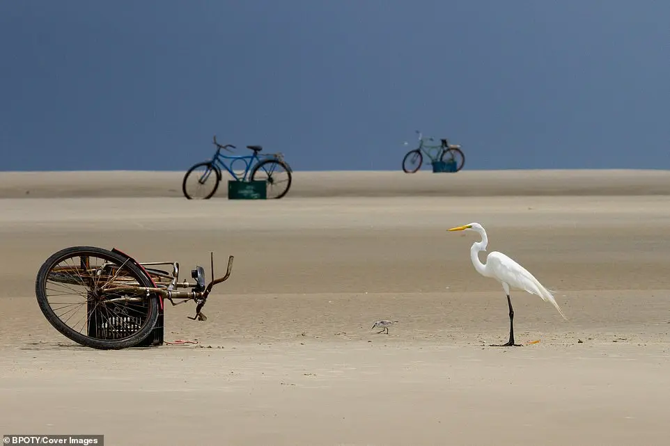 Bird Photographer of the Year 2019