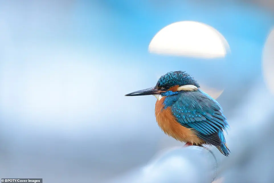 Bird Photographer of the Year 2019