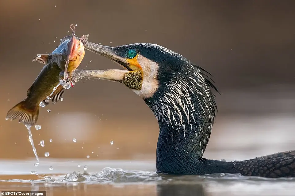 Bird Photographer of the Year 2019