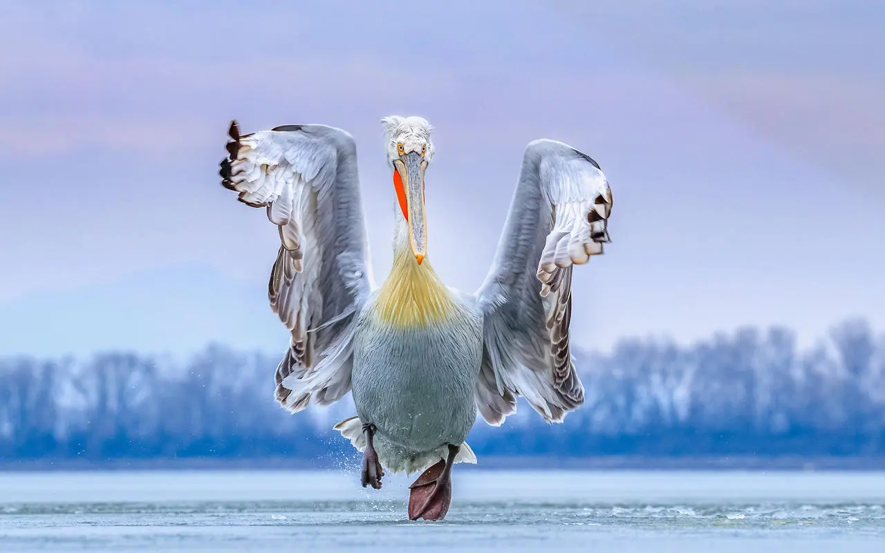I vincitori del prestigioso concorso Bird Photographer of the Year 2019