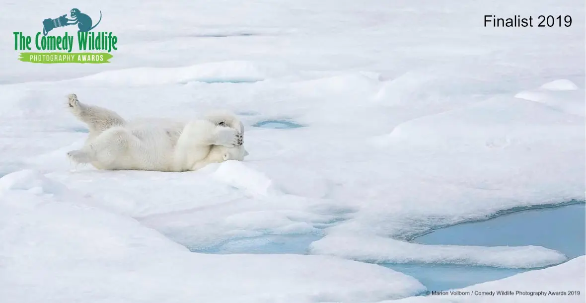 Comedy Wildlife Photography Awards 2019