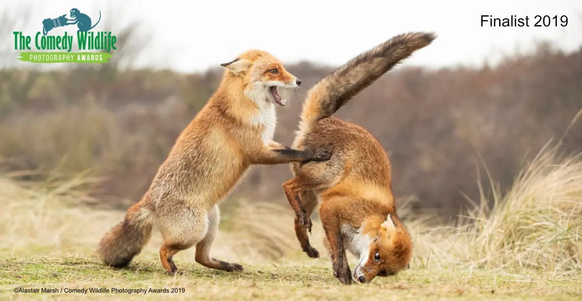 Comedy Wildlife Photography Awards 2019