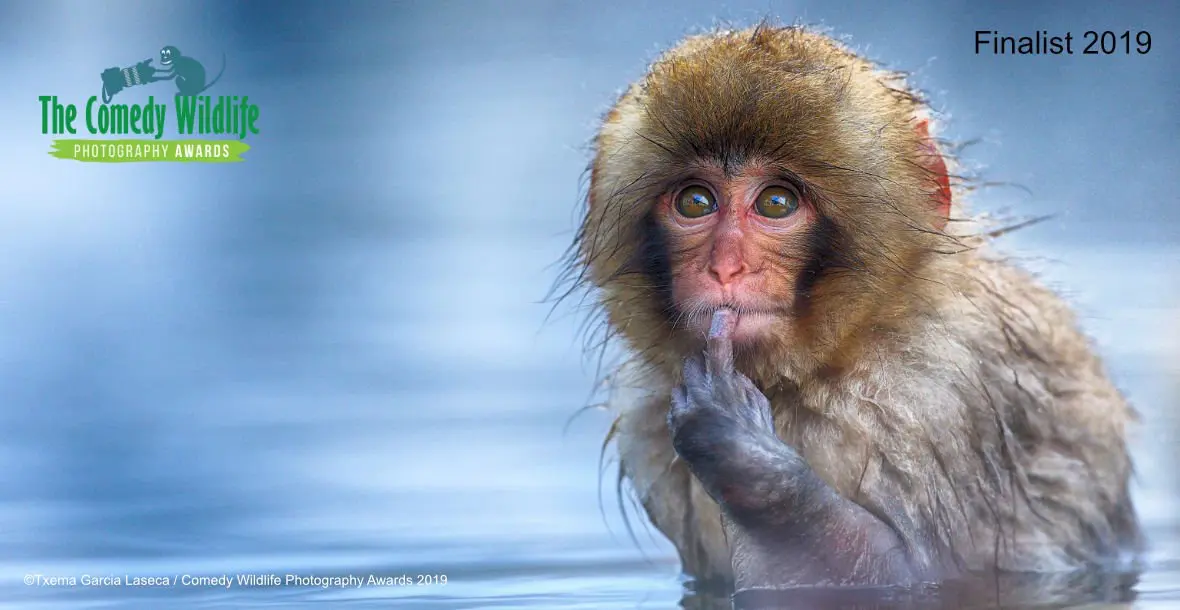 Comedy Wildlife Photography Awards 2019