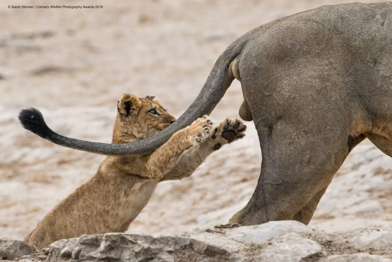 Comedy Wildlife Photography Awards 2019