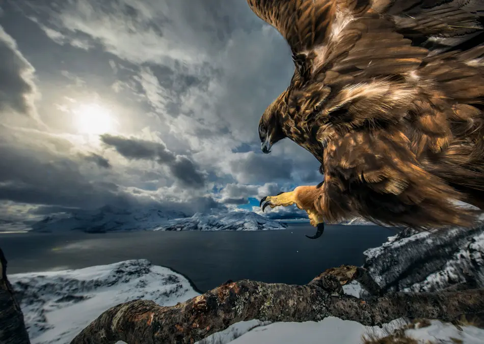 Wildlife Photographer of the Year 2019