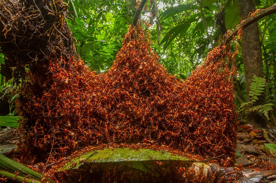 Wildlife Photographer of the Year 2019