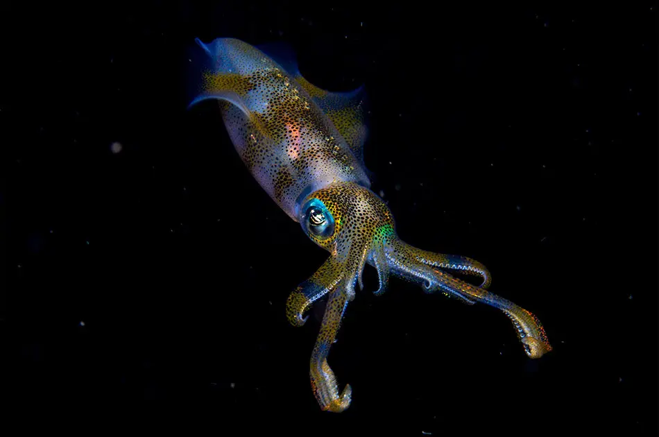 Wildlife Photographer of the Year 2019
