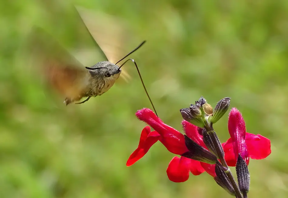 Wildlife Photographer of the Year 2019