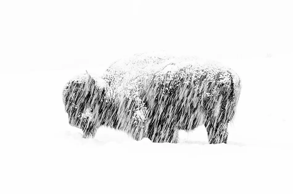 Wildlife Photographer of the Year 2019