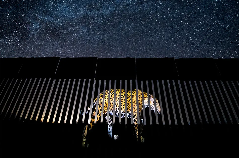 Wildlife Photographer of the Year 2019