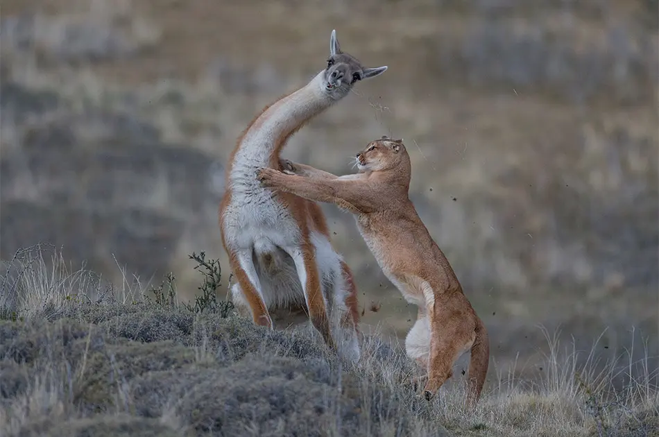 Wildlife Photographer of the Year 2019