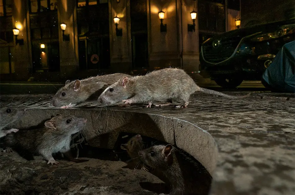 Wildlife Photographer of the Year 2019