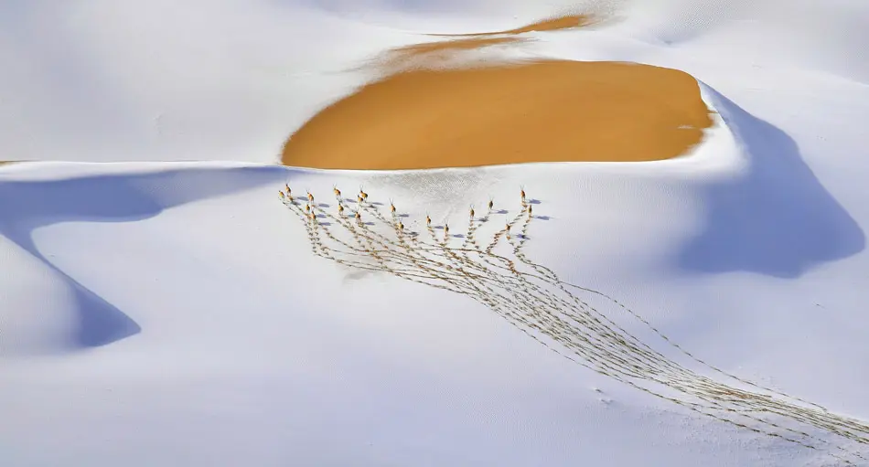 Wildlife Photographer of the Year 2019