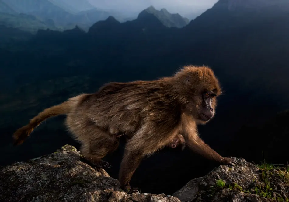 Wildlife Photographer of the Year 2019