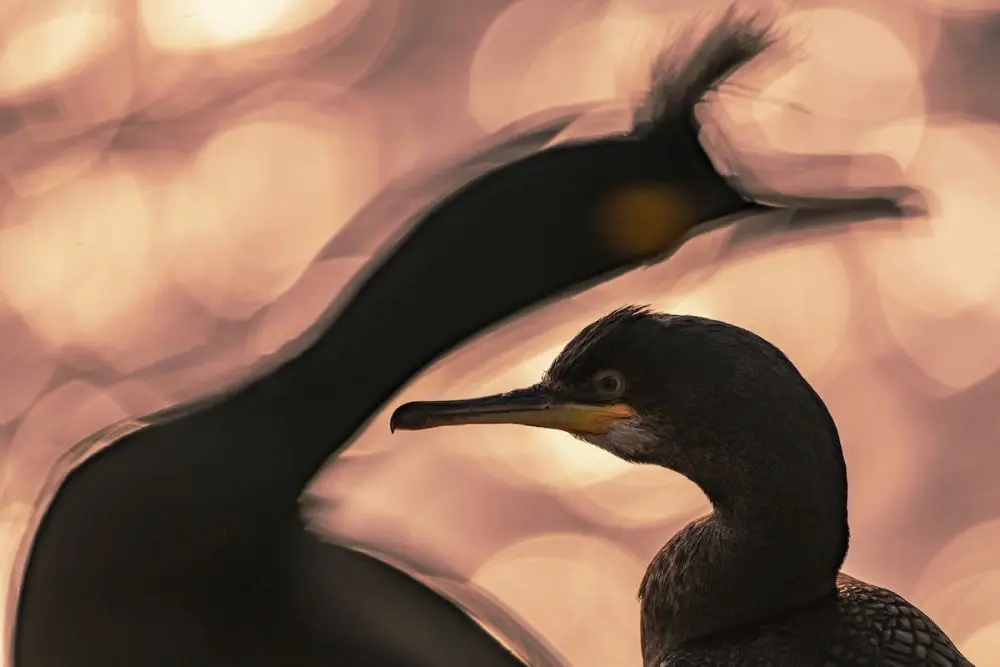 I vincitori del prestigioso concorso Bird Photographer of the Year 2020