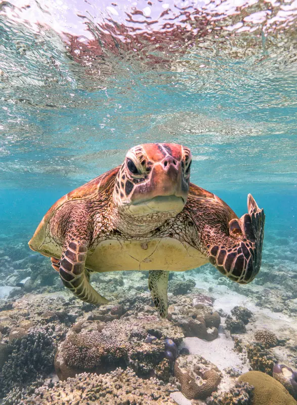 I vincitori del Comedy Wildlife Photography Awards 2020