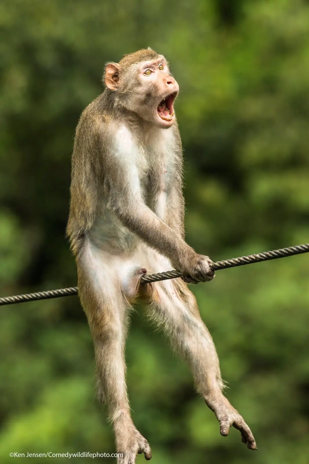 I vincitori del Comedy Wildlife Photography Awards 2021