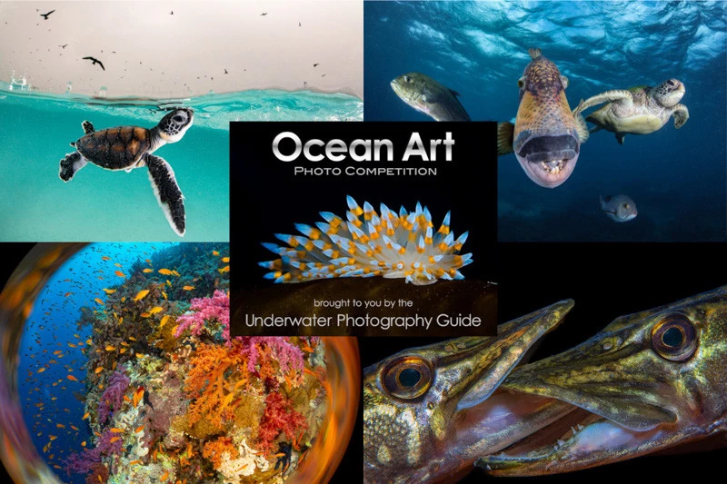 I vincitori del 10° concorso fotografico subacqueo Ocean Art