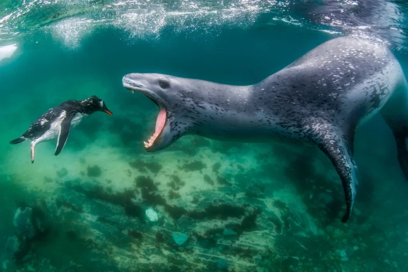 Annunciati i vincitori del World Nature Photography Awards 2021