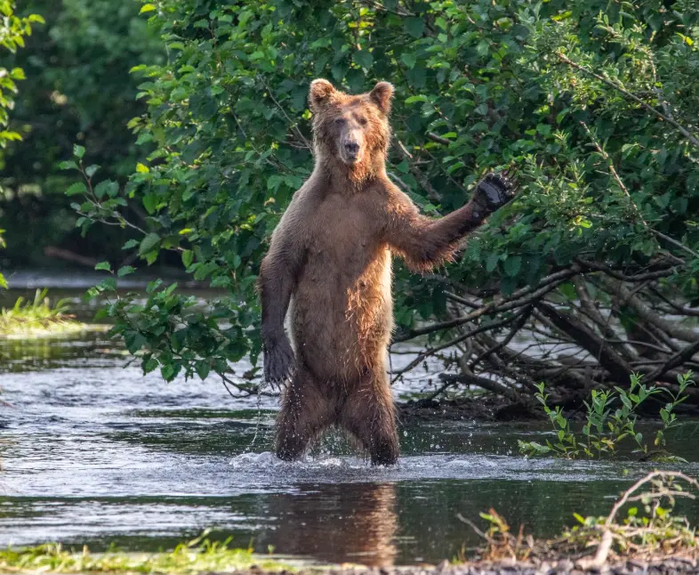 E' tempo di ridere con le finaliste del comedy wildlife photo awards 2020