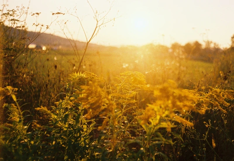 Guida al Lens Flare: Come Sfruttarlo per Fotografie Originali e Atmosferiche