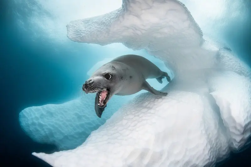 I vincitori del concorso fotografico subacqueo Ocean Art 2019