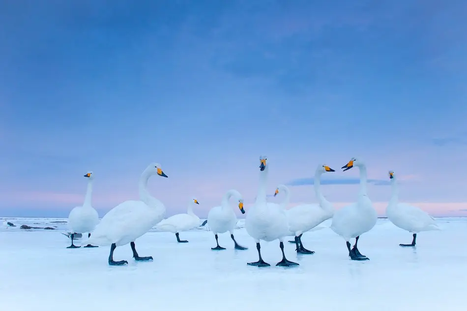 On Assignment, una vita selvaggia. Il nostro rapporto con la natura al forte di Bard