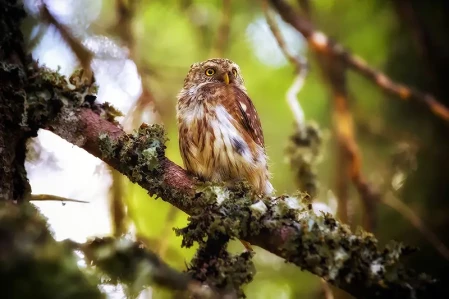 Fotografia naturalistica: i 7 errori da evitare!